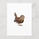 Search for bird lovers postcards Wren