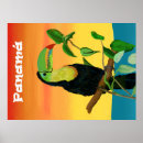 Search for toucan birds posters Colourful