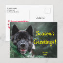Search for akitas postcards Animal