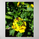 Search for bee print posters Insect