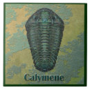 Search for fossil tiles Paleontology