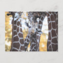Search for giraffe looking postcards Outdoors