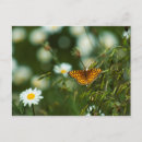 Search for fritillary postcards Insect