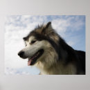 Search for malamute posters Husky