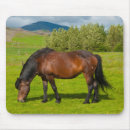 Search for inger Icelandic horse
