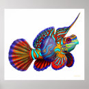 Search for gobi posters Goby
