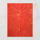 Search for vein postcards Photosynthesis