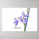 Search for purple iris art posters Watercolor
