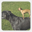 Search for animals large square stickers Dog