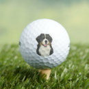 Search for bernese Bernese mountain dog