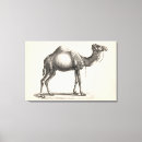 Search for camels canvas prints Desert