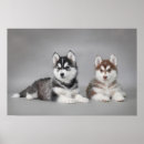 Search for siberian husky art Funny