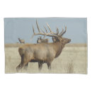 Search for herd photography Elk