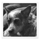 Search for herding photography Black and white