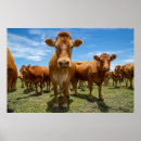Search for group of animals posters No people