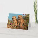 Search for lynx cards Kitten