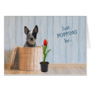 Search for cattle dog birthday cards Funny