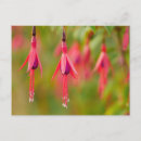 Search for fuchsia flower postcards Flowers