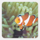 Search for high seas stickers Outdoors