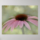 Search for cone flower posters Nature