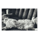 Search for sleeping kitty Black and white cat