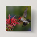 Search for ruby throated badges Adam jones
