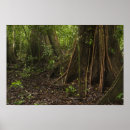 Search for rainforest posters Vegetation