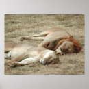 Search for lion and lioness posters Wildlife photography