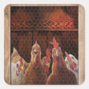 Search for chicken rooster stickers Coop