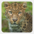 Search for jaguars stickers Wildlife