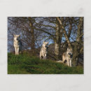 Search for timber wolf postcards Wild