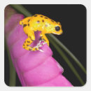 Search for poison stickers Poison dart frog