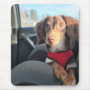 Search for brown puppy electronics Pad