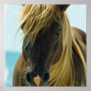 Search for mustang horses posters Mustangs