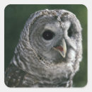 Search for barred owl stickers Animal