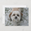 Search for cute shih tzu christmas cards Puppy