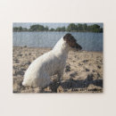 Search for jack russell terrier puzzles Animal