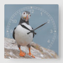 Search for arctica posters Fratercula