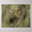 Search for wolf posters Usa