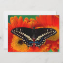Search for swallowtail cards Blue