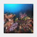 Search for scuba magnets Sea life