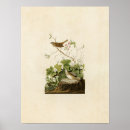 Search for finches posters Illustration