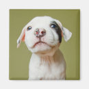 Search for pit bull magnets Pet