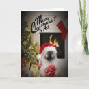 Search for ragdoll cat christmas cards Ragdolls