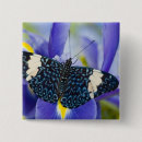 Search for tropical butterfly badges Animal