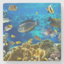 Search for tropical reef coasters Nature