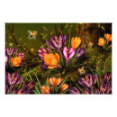 Search for saffron posters Crocus