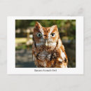 Search for wise owls postcards Animals