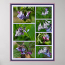 Search for bluebell gifts Springtime