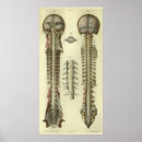 Search for cord Anatomy